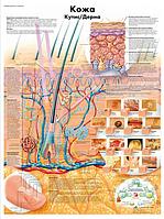 Плакат "Кожа"