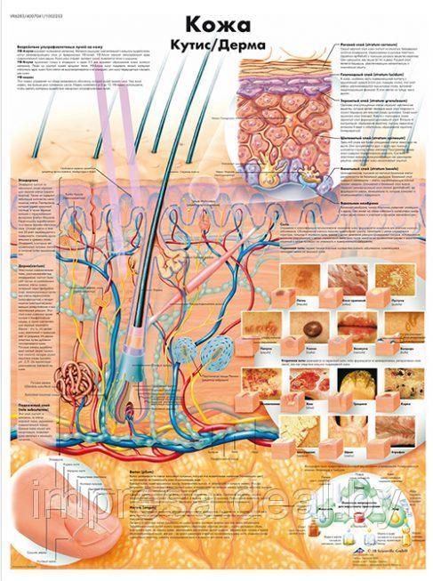 Плакат "Кожа" - фото 1 - id-p131055316