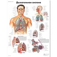 Плакат "Дыхательная система"