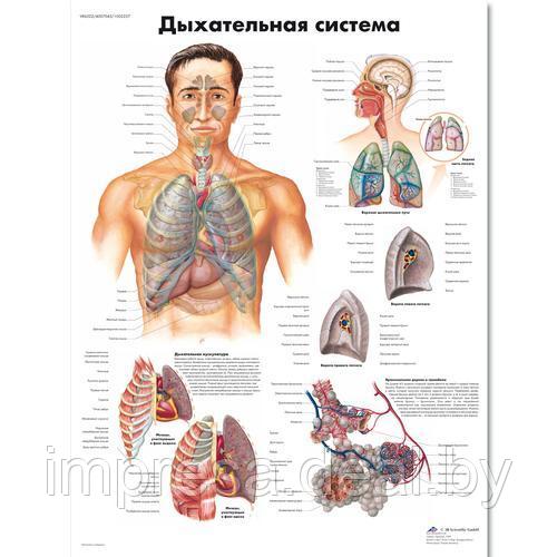 Плакат "Дыхательная система" - фото 1 - id-p131055318