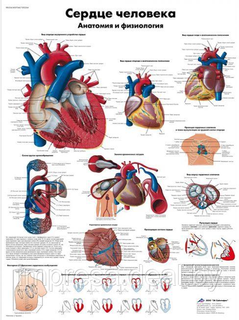 Плакат "Сердце человека, анатомия и физиология" - фото 1 - id-p131055321