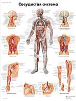 Плакат "Сосудистая система"