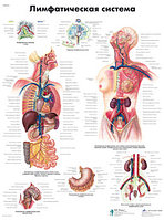 Плакат "Лимфатическая система"