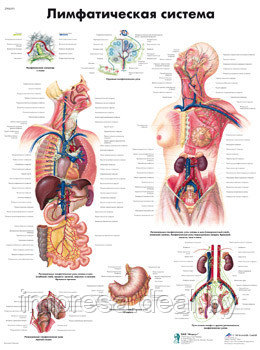 Плакат "Лимфатическая система" - фото 1 - id-p131055326