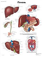 Плакат "Печень"