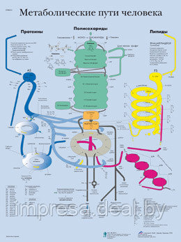 Плакат "Метаболические пути человека" - фото 1 - id-p131055330