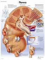 Плакат "Почка"