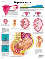 Плакат "Беременность"