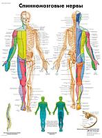 Плакат "Спинномозговые нервы"
