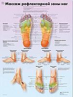 Плакат "Массаж рефлекторных зон стопы"