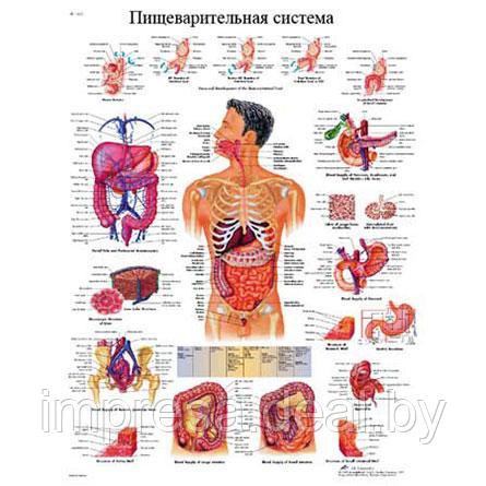 Плакат "Желудочно-кишечный тракт" - фото 1 - id-p131055337