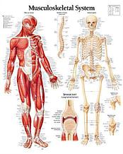 Плакат "Мускулатура и скелет человека"