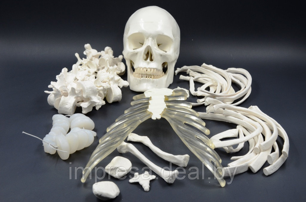 Разборная модель скелета в натуральную величину (россыпью)