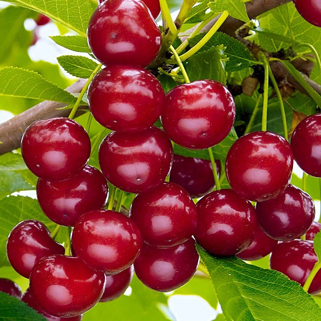 Вишня  "Жывица" ранний срок созревания, (ОКС)