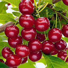 Вишня  "Жывица" ранний срок созревания, (ОКС)