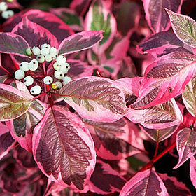 Дерен белый "Сибирика Вариегата" (Sibirica Variegata), С3