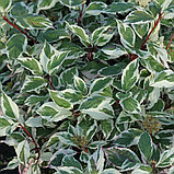 Дерен белый "Сибирика Вариегата" (Sibirica Variegata), С3, фото 2