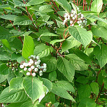 Дерен белый "Сибирика" (Sibirica), С3