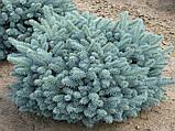Ель колючая (голубая) "Глаука Глобоза" (Glauca Globosa), С5, фото 2