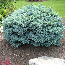Ель колючая (голубая) "Глаука Глобоза" (Glauca Globosa), С5