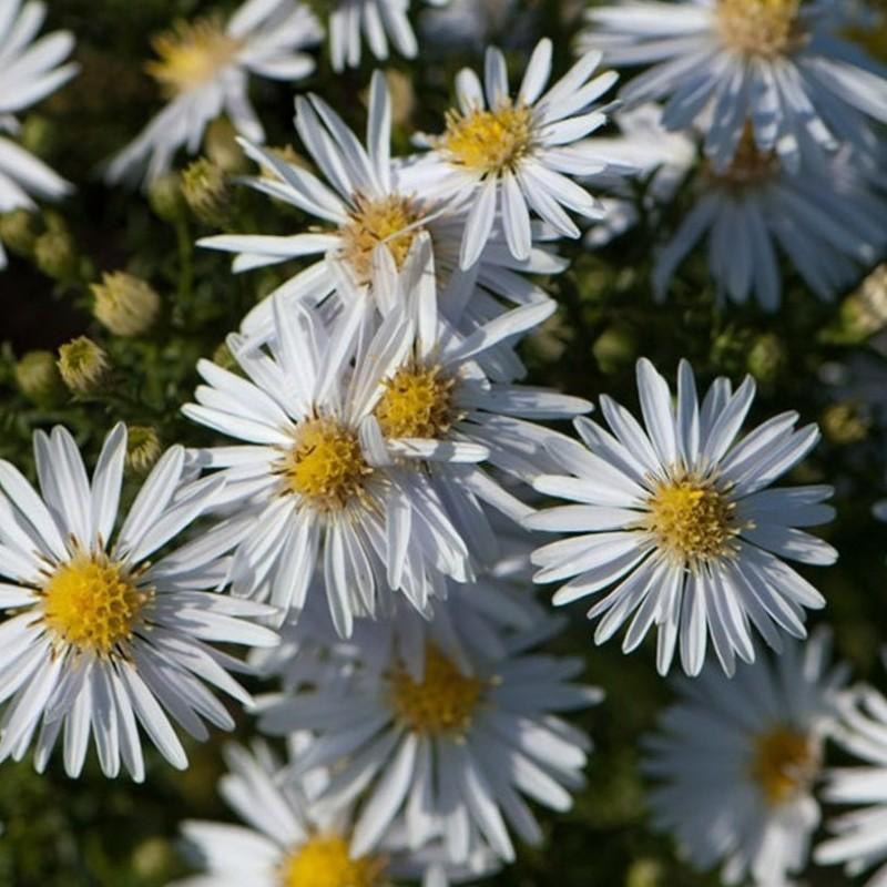 Астра многолетняя "Вайс" (Weiss), С2