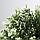 IKEA/ ФЕЙКА Искусственное растение в горшке, чабрец9 см, фото 2