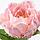 СМИККА Цветок искусственный, Пион, розовый30 см, фото 2