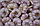 Озимый чеснок сорта Любаша, 400 гр, фото 4