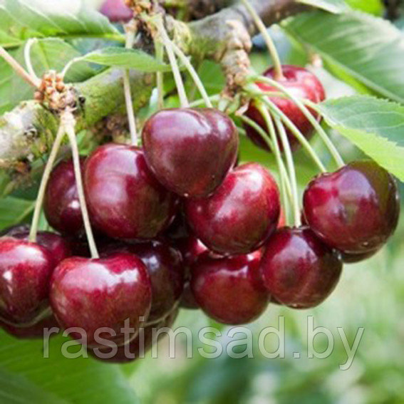 Черешня Мария (ОКС)