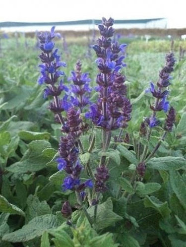 Шалфей Дубравный Blauhugel