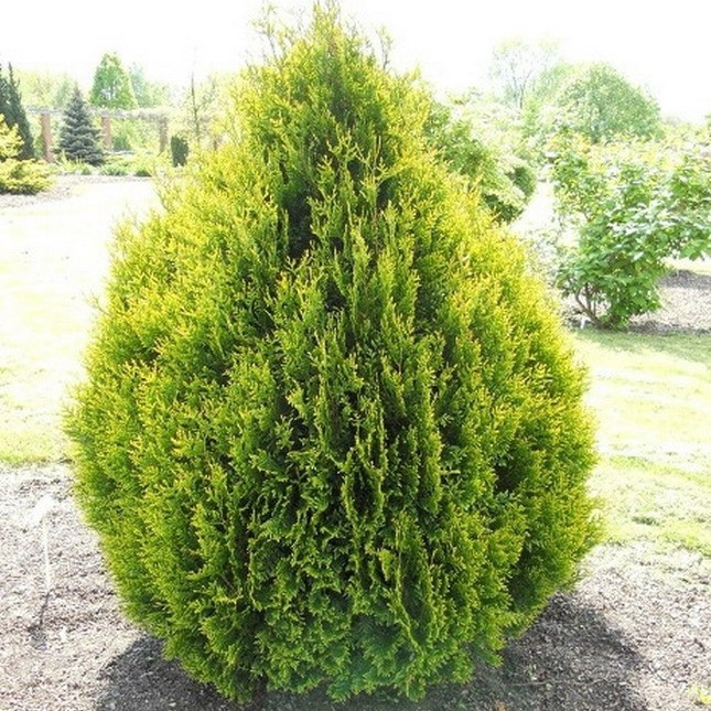 Туя складчатая "Корник" (Kornik), С3
