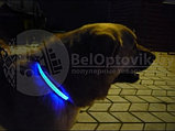 Светящийся ошейник для собак (3 режима) Glowing Dog Collar Голубой М (MAX 45 sm), фото 7