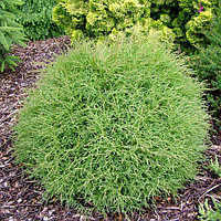 Туя западная Мистер Боулинг Болл (Thuja occidentalis Mr. Bowling Ball) С3