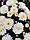Хризантема мультифлора (30-40см), фото 2