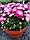 Хризантема мультифлора (30-40см), фото 5
