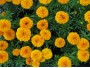 Цветы Бархатцы однолетние горшок Д9см - фото 2 - id-p9466710