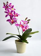 Орхидея цимбидиум в кашпо фиолетовая