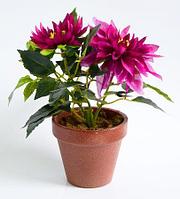 Хризантема в кашпо фиолетовая