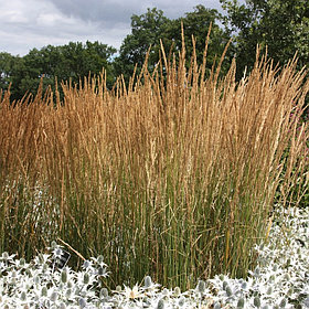 Вейник остроцветковый Карл Форстер