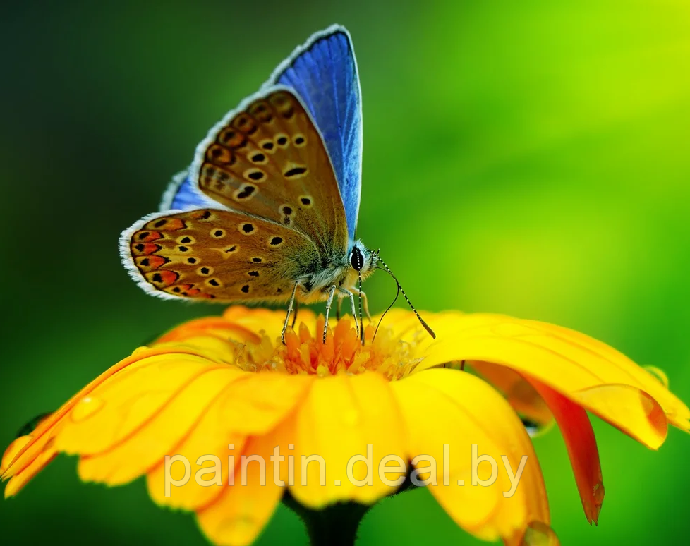 Алмазная мозаика "Бабочка на цветке" на подрамнике