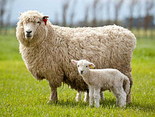 Одеяла из овечьей шерсти