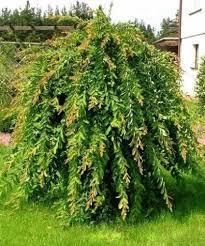 Ива на штамбе "Salix integra Pendula", фото 2