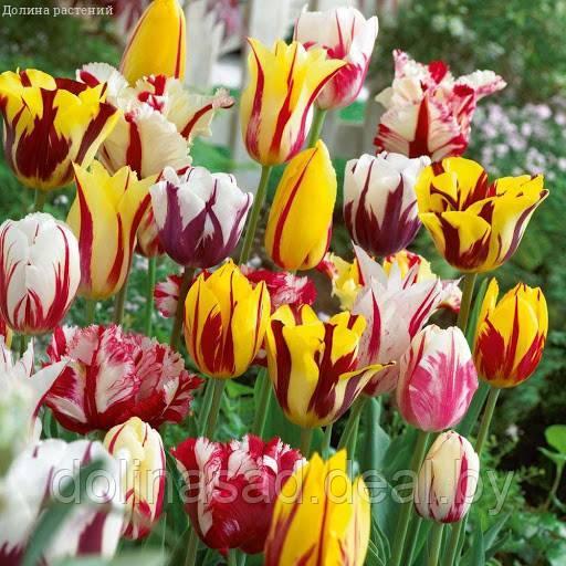 Holland Bulbs Набор из 18 тюльпанов - фото 1 - id-p130361747