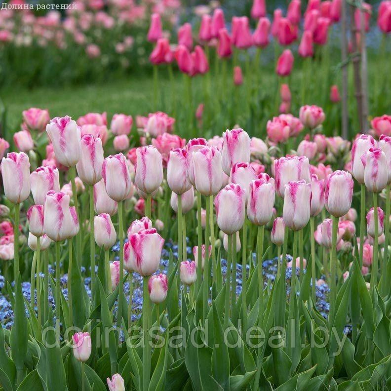 Holland Bulbs Набор 18-ти тюльпанов - фото 1 - id-p130361748