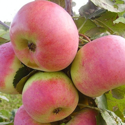 Саженцы яблони осенне-зимнего срока созревания сорта Ауксис
