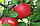 Саженцы яблони осенне-зимнего срока созревания сорта Ауксис, фото 3