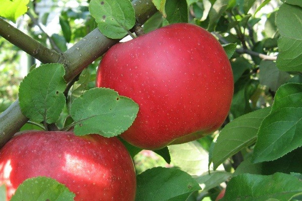 Саженцы яблони осенне-зимнего срока созревания сорта Ауксис - фото 3 - id-p134165765