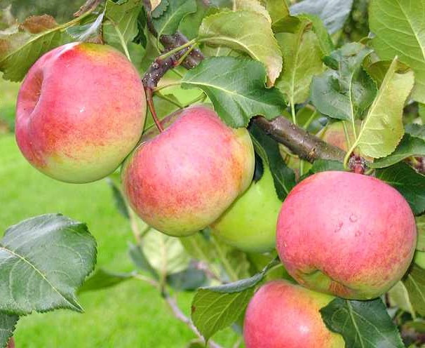 Саженцы яблони осенне-зимнего срока созревания сорта Ауксис - фото 2 - id-p134165765