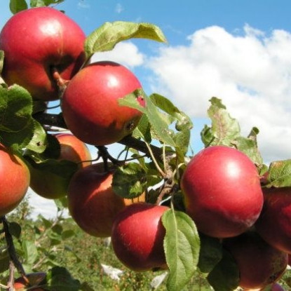 Саженцы яблони позднего срока созревания сорта Заславское