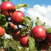 Саженцы яблони позднего срока созревания сорта Заславское